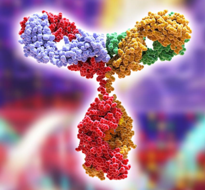 Monclonal Antibodies (mAbs)