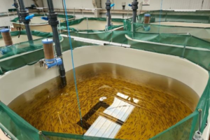 Aquaculture - Analyte Measurement and Solutions