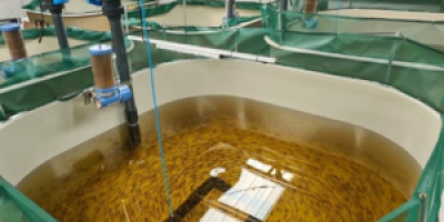 Aquaculture